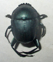 Garreta australugens