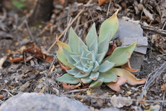 Echeveria strictiflora