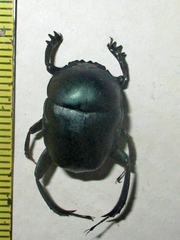 Garreta australugens