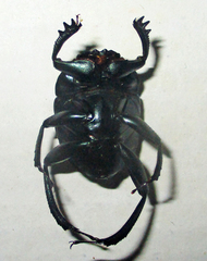 Garreta australugens