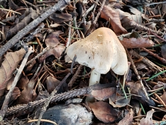 Inocybe pudica