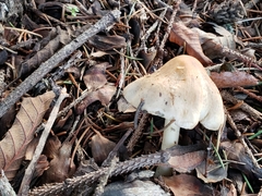 Inocybe pudica