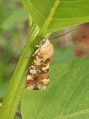 Acontia transfigurata