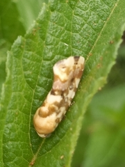 Acontia transfigurata