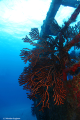 Iciligorgia schrammi