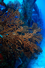 Iciligorgia schrammi