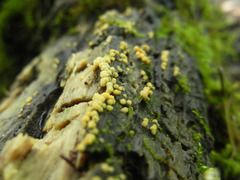 Bactridium ellisii