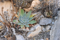 Echeveria strictiflora