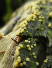 Bactridium ellisii
