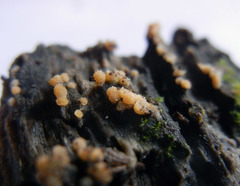 Bactridium ellisii