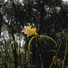 Palicourea aschersoniana