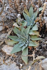 Echeveria strictiflora