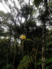 Palicourea aschersoniana