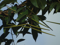 Anodendron candolleanum