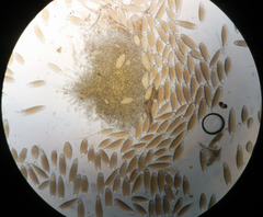 Bactridium ellisii