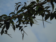 Anodendron candolleanum