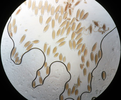 Bactridium ellisii