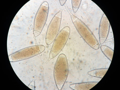 Bactridium ellisii