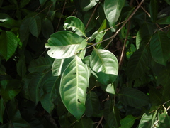 Syzygium polyanthum