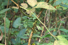 Teramnus labialis