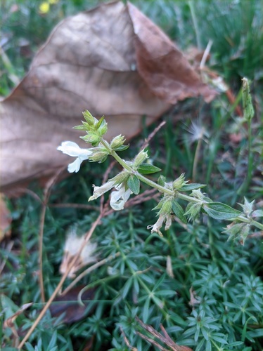 Stachys annua iNat (1)