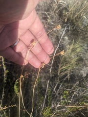 Neogaerrhinum