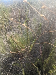 Neogaerrhinum