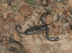 Hadogenes troglodytes