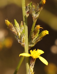 Senecio pubigerus