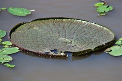 Victoria cruziana