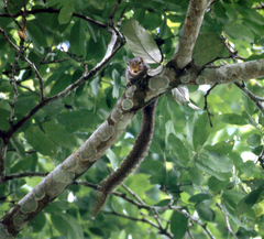 Heliosciurus rufobrachium