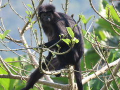 Trachypithecus mauritius