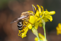 Colletes dimidiatus