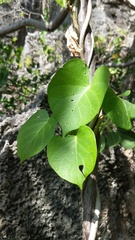 Ipomoea violacea