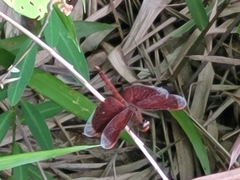 Neurothemis fluctuans