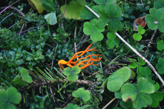 Calocera viscosa