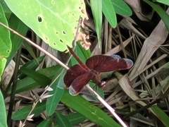 Neurothemis fluctuans