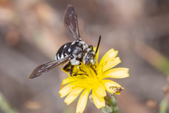 Thyreus histrionicus