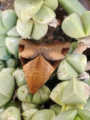 Melipotis fasciolaris