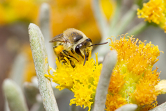 Colletes moricei
