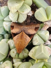 Melipotis fasciolaris