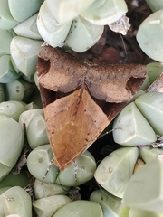 Melipotis fasciolaris