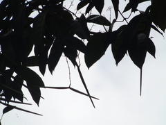 Anodendron candolleanum