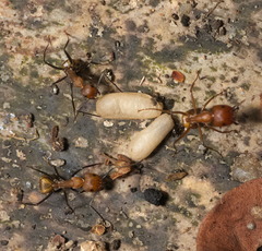 Camponotus nicobarensis