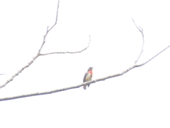 Dicaeum sanguinolentum