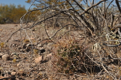 Coryphantha robustispina scheeri