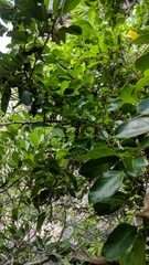 Citharexylum spinosum