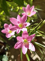 Zephyranthes rosea