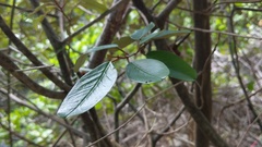 Capparis cynophallophora