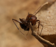 Camponotus nicobarensis